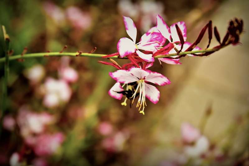 Oenothera lindheimeri- 01